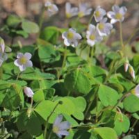 Oxalis oregana ‘Smith River White’