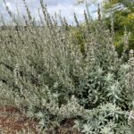 Salvia apiana - white sage