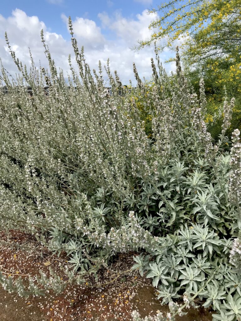 Salvia apiana - white sage