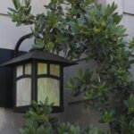 Frangula (Rhamnus) californica 'Mound San Bruno' - California coffeeberry