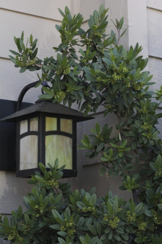 Frangula (Rhamnus) californica 'Mound San Bruno' - California coffeeberry