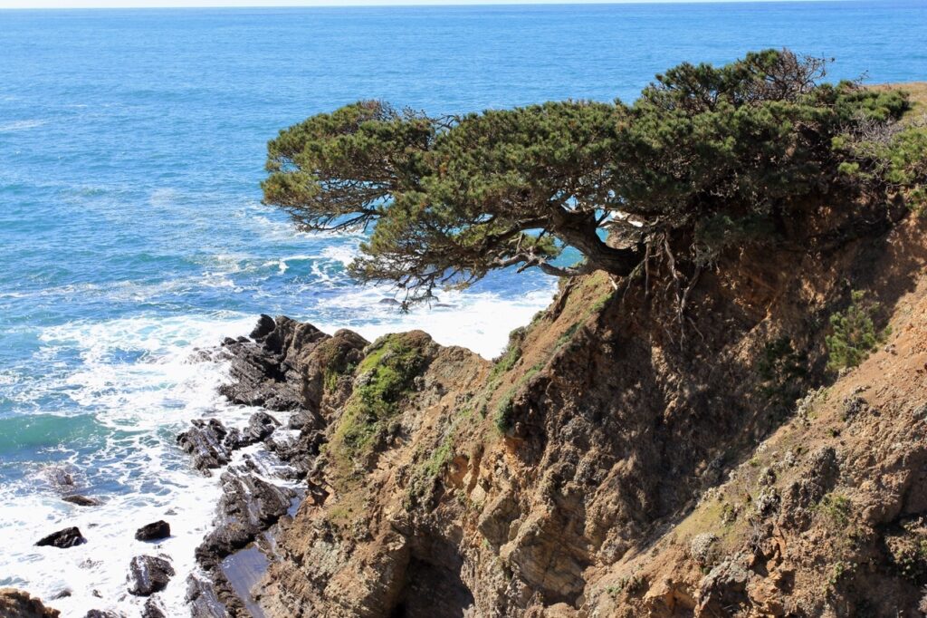 Pinus contorta ssp. contorta - shore pine