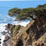 Pinus contorta ssp. contorta - shore pine