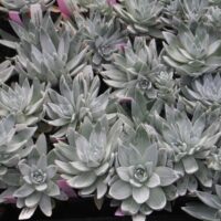 Dudleya farinosa – Noyo River form