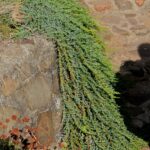 Juniperus communis 'Point Saint George' - dwarf juniper