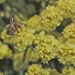 Eriogonum nudum 'Ella Nelson's Yellow' - naked buckwheat