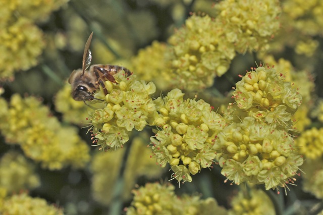 Eriogonum nudum 'Ella Nelson's Yellow' - naked buckwheat