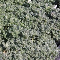 Sedum spathulifolium ‘Elephant Rock’