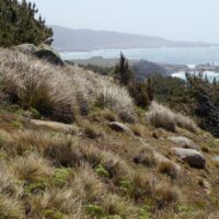 Calamagrostis nutkaensis
