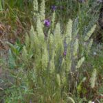 Koeleria macrantha - June grass