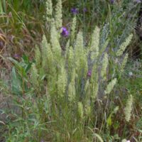 Koeleria macrantha