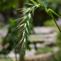 Elymus californicus