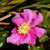Rosa nutkana - Nootka rose