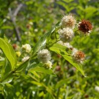 Cephalanthus occidentalis