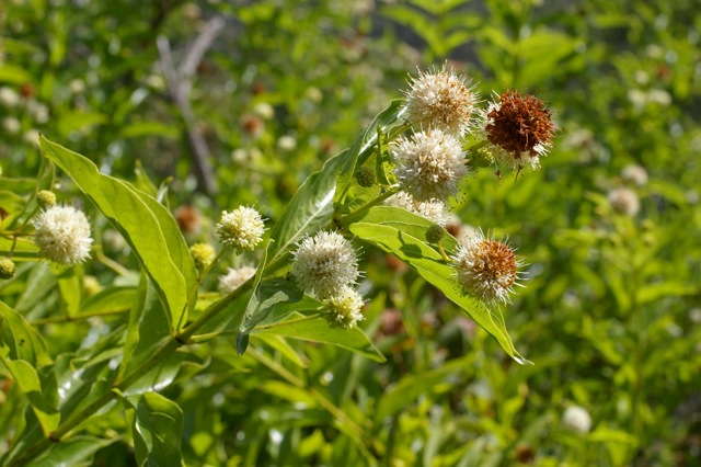 Cephalanthus occidentalis - button willow