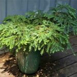 Sequoia sempervirens 'Kelly's Prostrate' - Kelly's prostrate coast redwood