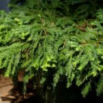 Sequoia sempervirens 'Kelly's Prostrate' - Kelly's prostrate coast redwood