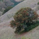 Arbutus menziesii - Pacific madrone