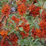 Arbutus menziesii - Pacific madrone