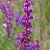 Trichostema lanatum - woolly blue curls