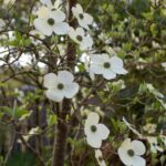 Cornus nuttallii - Pacific dogwood