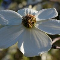 Cornus nuttallii