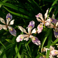 Iris douglasiana ‘Marin Mauve’