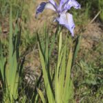 Iris longipetala - iris