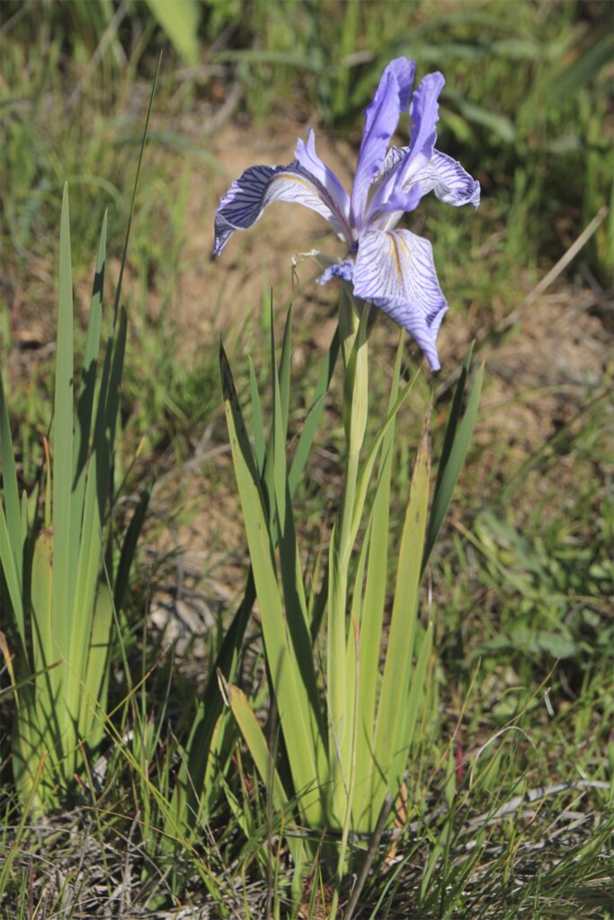 Iris longipetala - iris