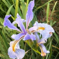 Iris longipetala - iris