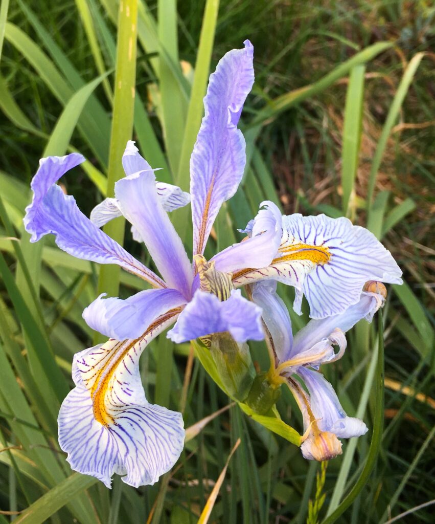 Iris longipetala - iris
