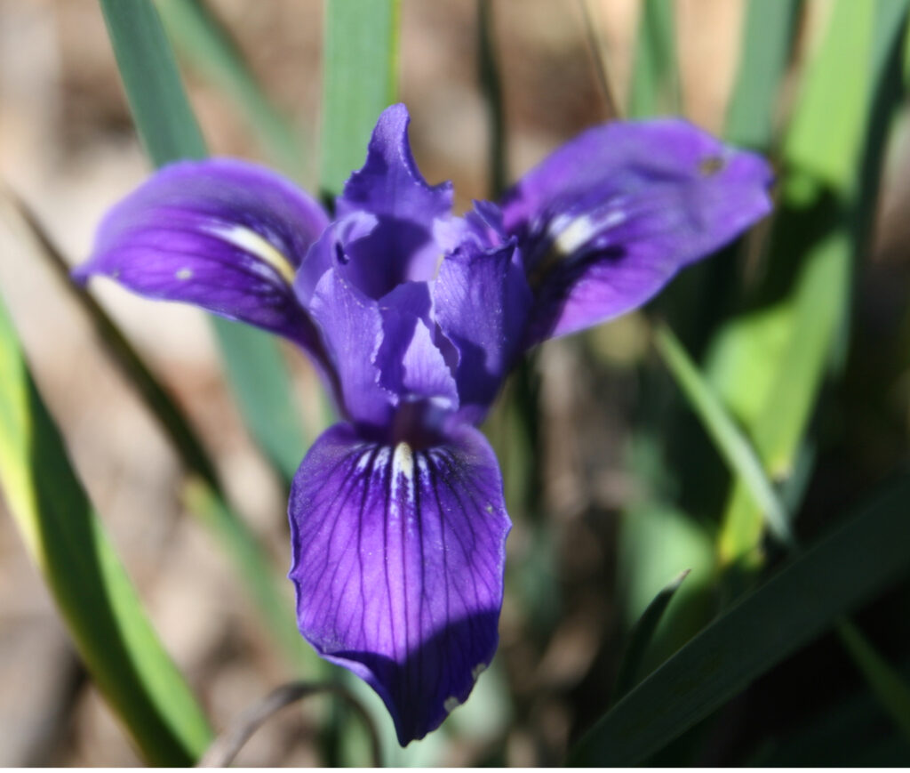 Iris macrosiphon - long tube iris