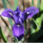 Iris macrosiphon - long tube iris