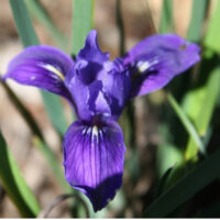 Iris macrosiphon - long tube iris