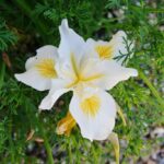 Iris douglasiana 'Canyon Snow' - white Douglas iris