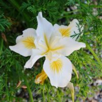 Iris douglasiana ‘Canyon Snow’