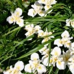 Iris douglasiana 'Canyon Snow' - white Douglas iris