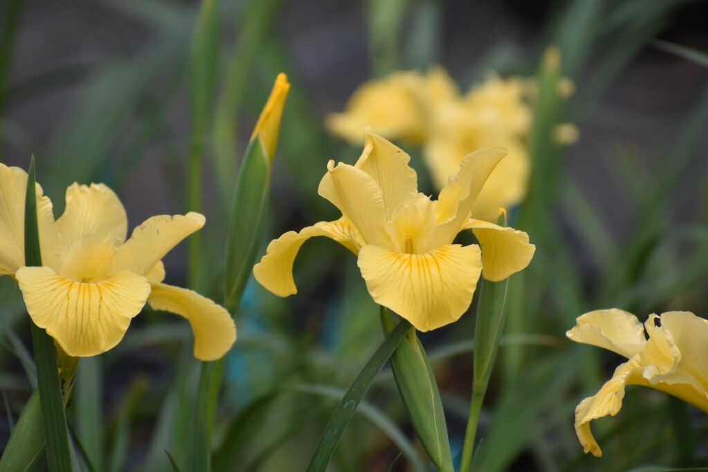 Iris Pacific Coast hybrid 'Canyon Sunshine' - Pacific Coast hybrid iris