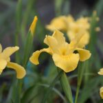 Iris Pacific Coast hybrid 'Canyon Sunshine' - Pacific Coast hybrid iris