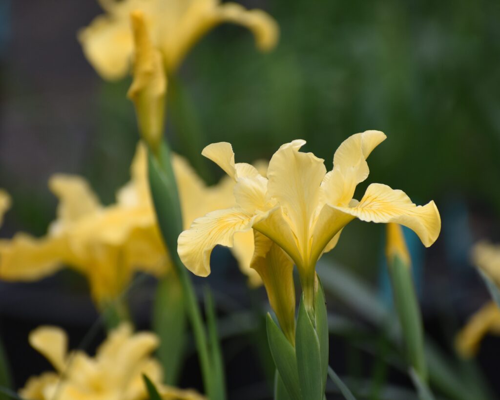 Iris Pacific Coast hybrid 'Canyon Sunshine' - Pacific Coast hybrid iris