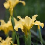 Iris Pacific Coast hybrid 'Canyon Sunshine' - Pacific Coast hybrid iris