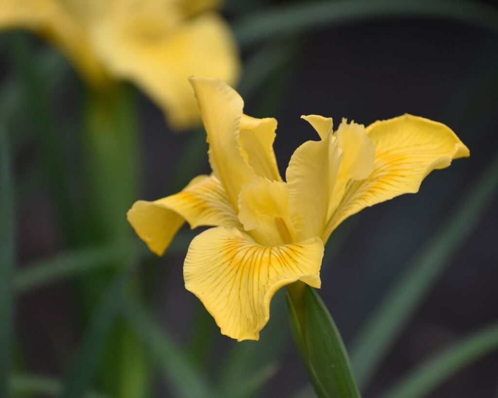 Iris Pacific Coast hybrid 'Canyon Sunshine' - Pacific Coast hybrid iris