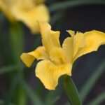 Iris Pacific Coast hybrid 'Canyon Sunshine' - Pacific Coast hybrid iris