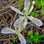 Iris chrysophylla - slender-tubed iris