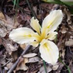 Iris fernaldii - Fernald's iris