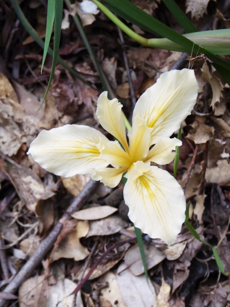 Iris fernaldii - Fernald's iris