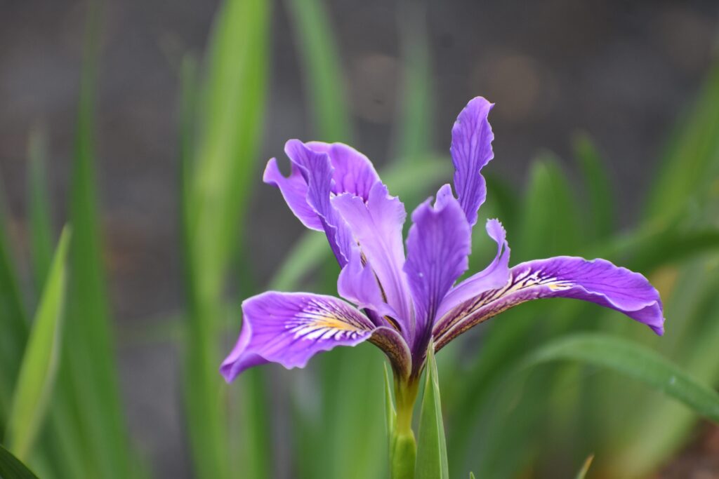 Iris Pacific Coast hybrid - lavender - lavender Pacific Coast hybrid iris