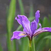 Iris Pacific Coast hybrid – lavender
