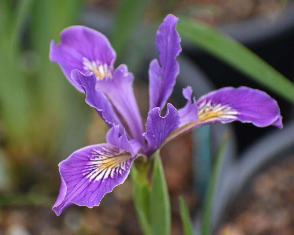 Iris Pacific Coast hybrid - lavender - lavender Pacific Coast hybrid iris