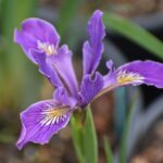 Iris Pacific Coast hybrid - lavender - lavender Pacific Coast hybrid iris